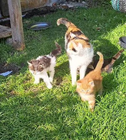 Biobauernhof Fresoldhof 팜스테이 *