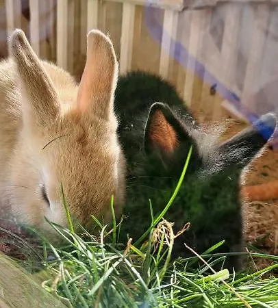 팜스테이 Biobauernhof Fresoldhof