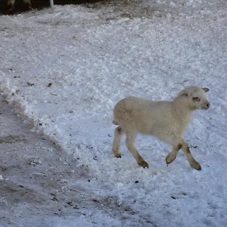 Biobauernhof Fresoldhof Farmház Schladming
