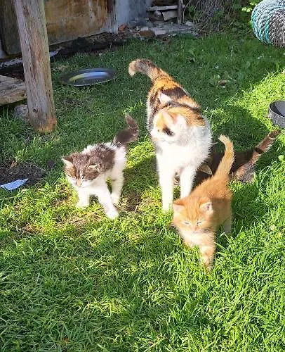 Biobauernhof Fresoldhof Farmház *