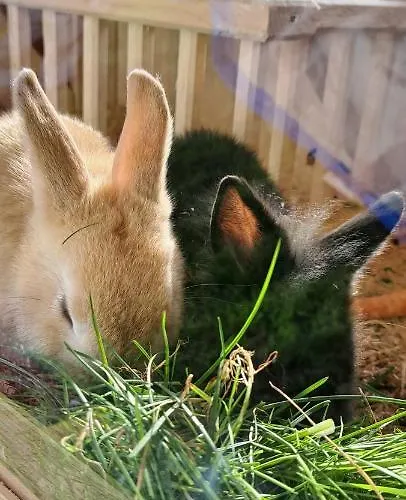 Çiftlik konaklama Biobauernhof Fresoldhof
