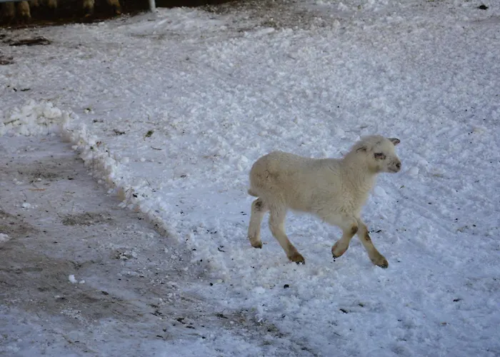 Biobauernhof Fresoldhof Çiftlik konaklama Schladming